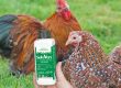 Vers chez les poules : vermifuges et conseils par la Ferme de Beaumont