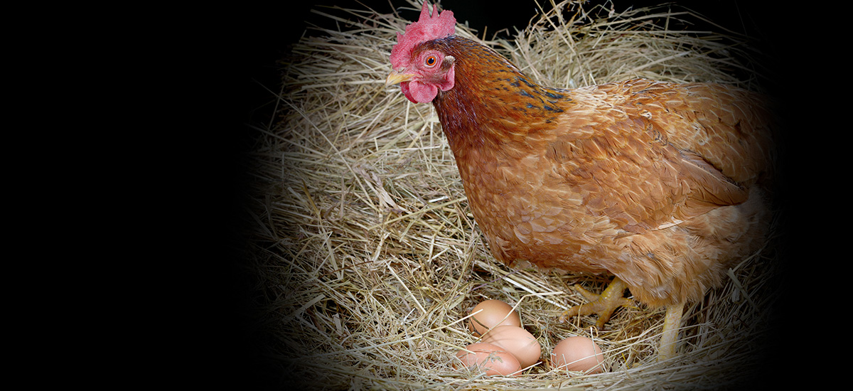 Qu'est-ce qui empêche mes poules de pondre ? | Blog conseils Ferme ...