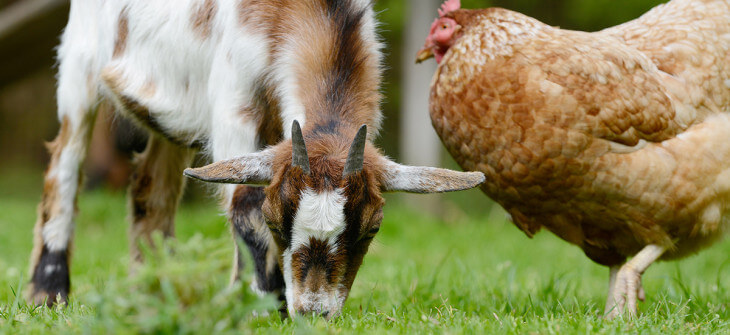 Cohabitation d'une chèvre naine et d'une poule dans une mini-ferme