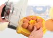Comment choisir une bonne couveuse pour l’incubation de ses œufs de poule