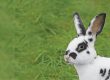 Conseils d'élevage des lapins Ferme de Beaumont