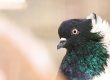 Conseils d'élevage sur les pigeons