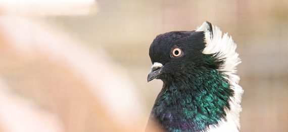 Conseils d'élevage sur les pigeons