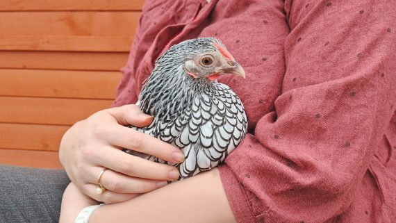 9 bonnes raisons d'avoir des poules dans son jardin