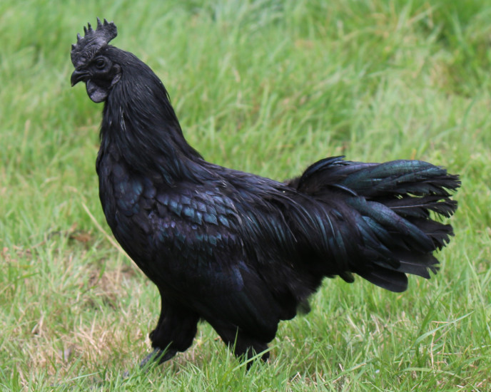 Coq noir de race Ayam Cemani