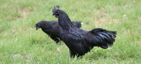 Coq et poule noirs de race Ayam Cemani