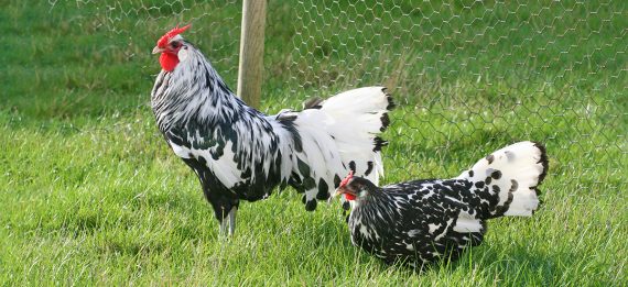 Coq et poule de race Hambourg argenté pailleté noir