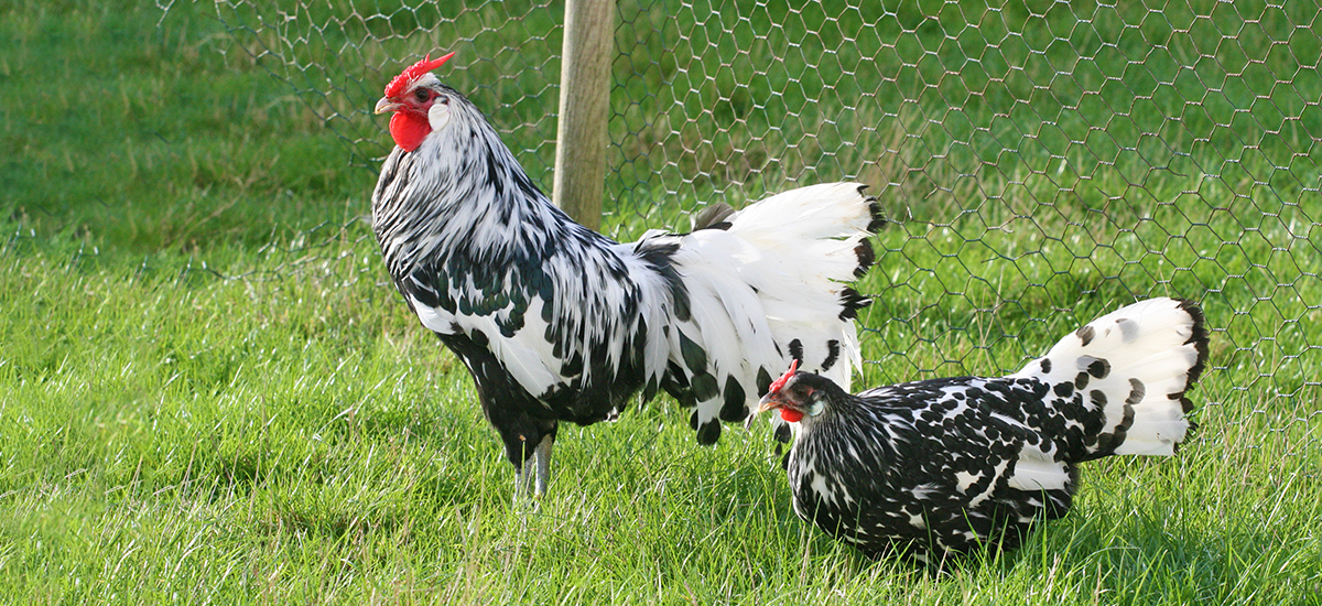 Coq et poule de race Hambourg argenté pailleté noir