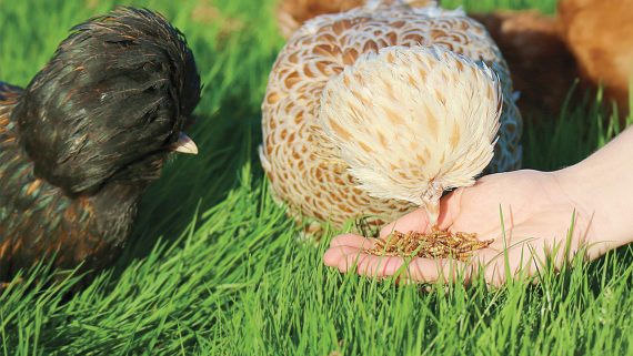 Friandises protéinées pour créer du lien avec vos poules