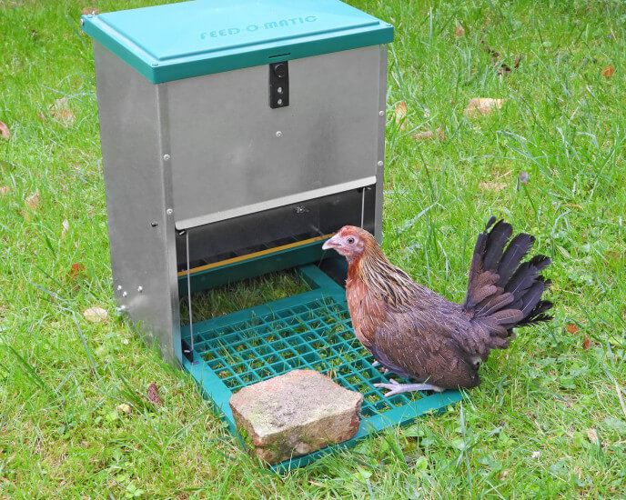 Installation d'une mangeoire anti-nuisible pour poules
