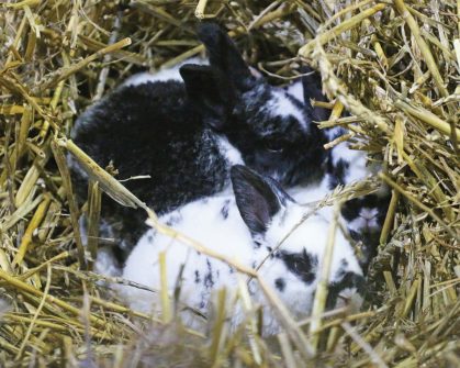 Reproduction des lapins, portée de lapereaux