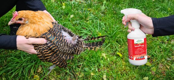 Picage des poules : comment l’arrêter et soigner mes poules ?