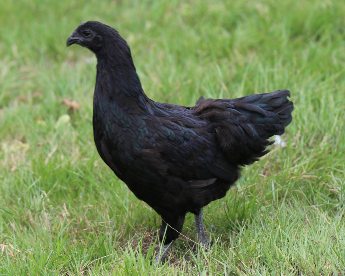 Poule noire de race Ayam Cemani