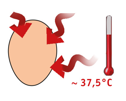 Schéma de la température des oeufs dans une couveuse